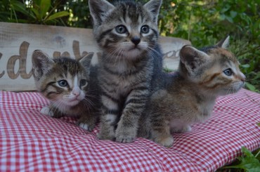 Koos, Kruimeltje en Suzie